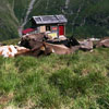 alp
