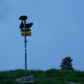 pastorizia alpina