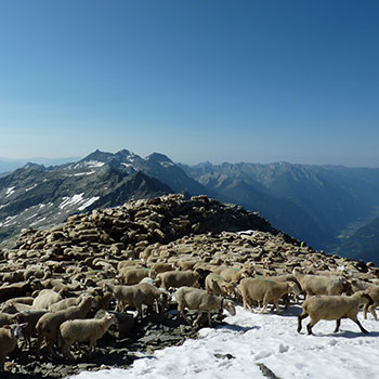 pastorizia alpina