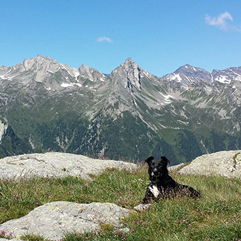 pastorizia alpina