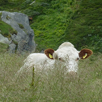 pastorizia alpina