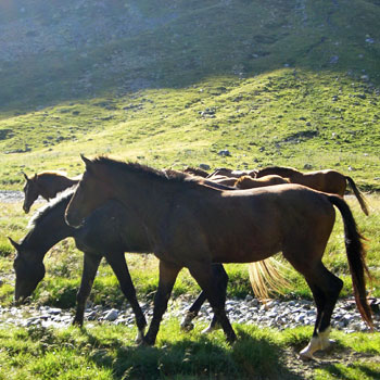 pastorizia alpina